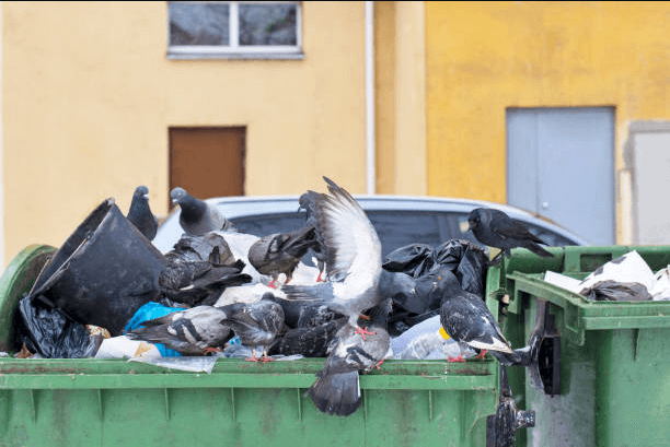 Riscos a saude associados aos pombos