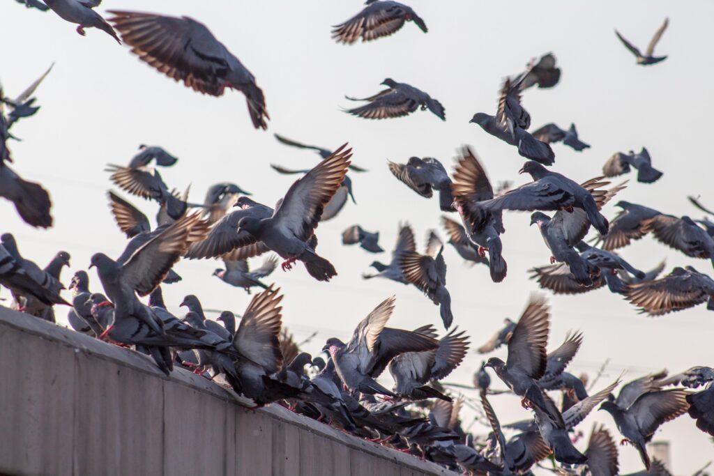 Infestação de Pombos em Residência